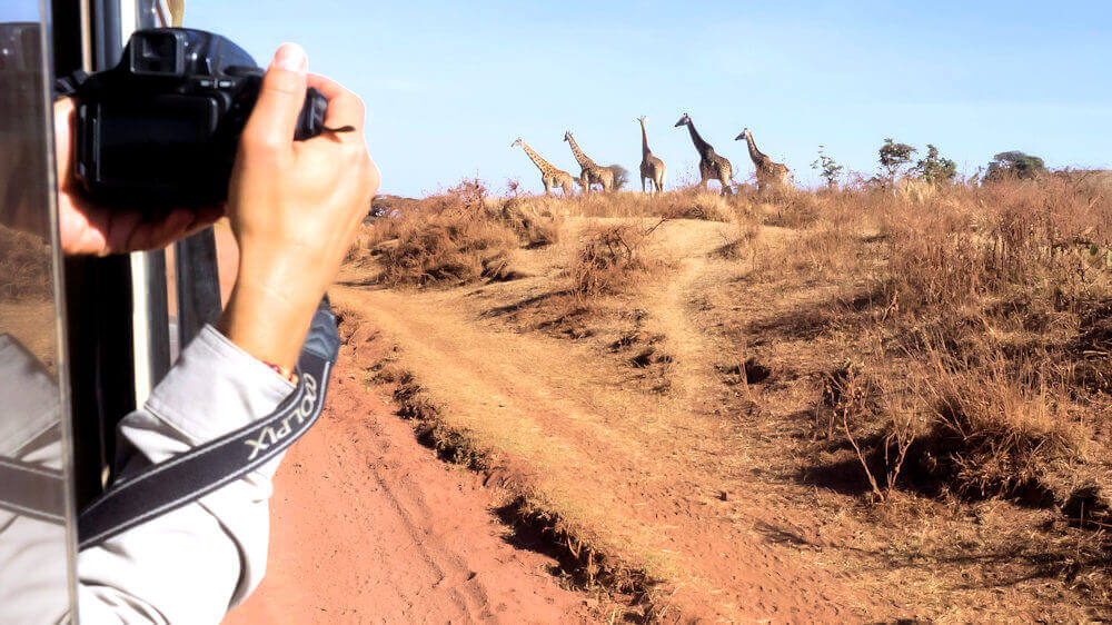 Safari Tanzania Afrika