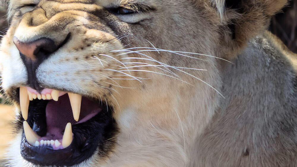 Löwe Tanzania Afrika