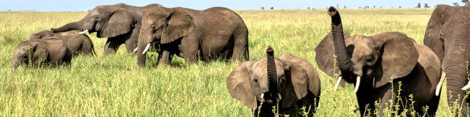 Tierwanderungen, Tanzania Safari, Afrika Tierwanderungen, Tansania Safari, Afrika