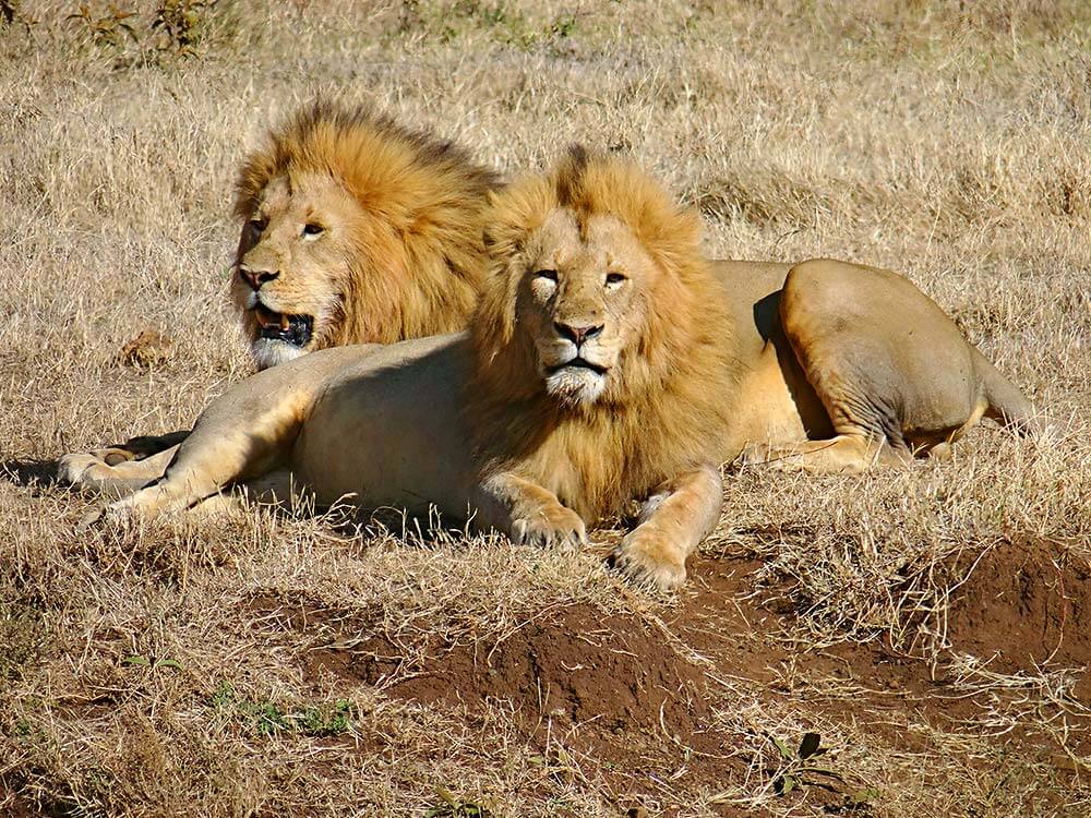 Ngorongoro - Safari im Paradies, Tanzania