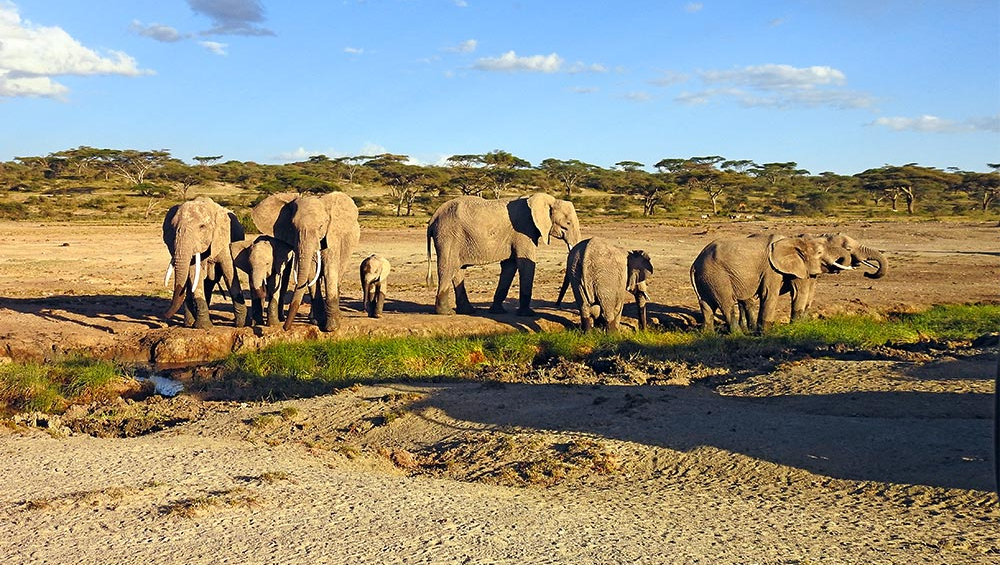 Safari Tanzania Afrika
