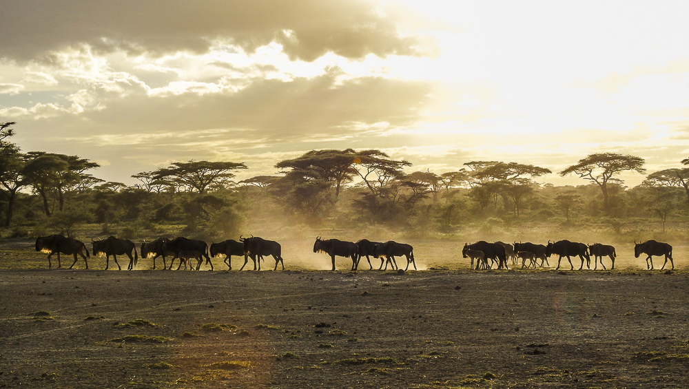 Safari Tanzania Afrika