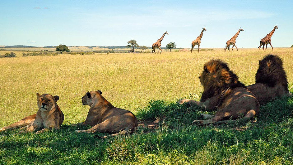 Löwen und Giraffen