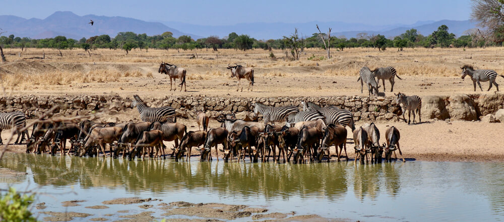 Tierbeobachtung Sdtanzania, Afrika