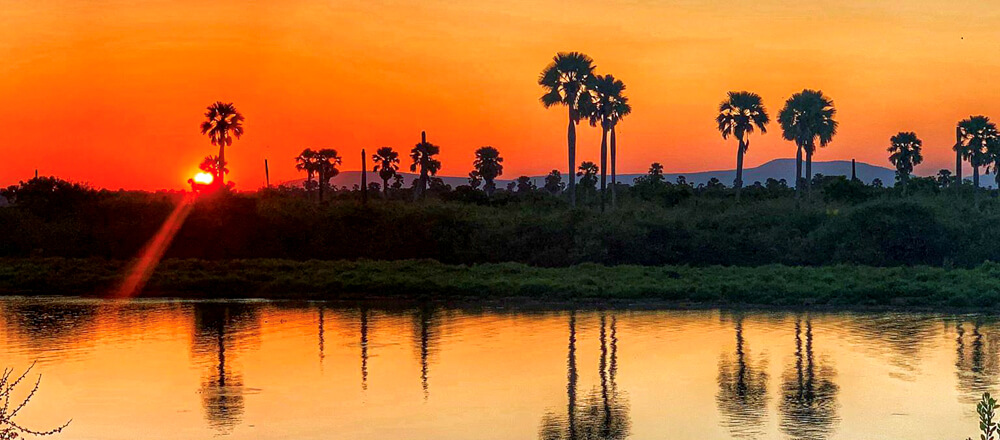 Safari Tanzania Afrika