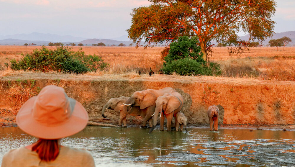 Safari Sdtanzania Afrika