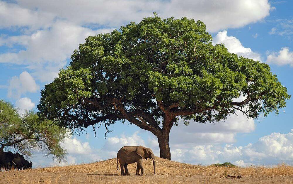 Tarangire - Safari in Tanzania